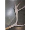 Image 2 : REIGN DEER ANTLERS