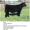 Image 1 : Black Steer