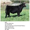 Image 1 : Black Steer