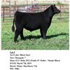 Image 1 : Black Steer