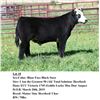 Image 1 : Blaze Face Black Steer