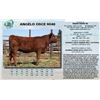 Image 1 : Lot - 10 - ANGELO OSCE 9048