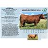 Image 1 : Lot - 11 - ANGELO FIREFLY 8054