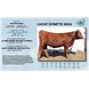 Image 1 : Lot - 36 - LUCHT DYNETTE 902G