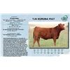 Image 1 : Lot - 53 - TJS KURUBA F627