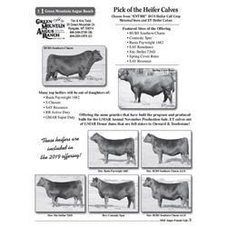 Lot - 1 - Pick of the Heifer Calves