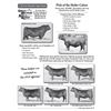 Image 1 : Lot - 1 - Pick of the Heifer Calves