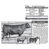 Image 1 : Lot - 15 - 3C FOXY ACCLAIM 916