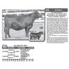 Image 1 : Lot - 25 - KG BEAUTY 8037