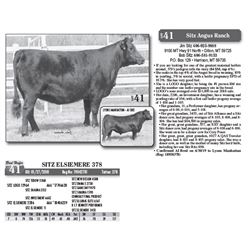 Lot - 41 - SITZ ELSIEMERE 378