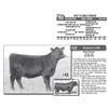 Image 1 : Lot - 42 - WW TURBO PRIDE