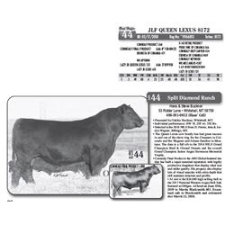 Lot - 44 - JLF QUEEN LEXUS 8172