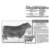 Image 1 : Lot - 44 - JLF QUEEN LEXUS 8172