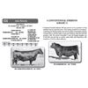 Image 1 : Lot - 54 - 4 CONVENTIONAL EMBRYOS (GRADE 1)