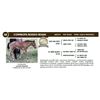 Image 1 : COWBOYS RODEO ROAN