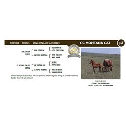 CC MONTANA CAT