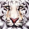 Image 2 : "Bengal" Limited Edition Giclee on Canvas by Martin Katon, Numbered and Hand Signed with COA. This p