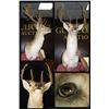 Image 1 : Large heavy Fallow Deer mount in good condition. 