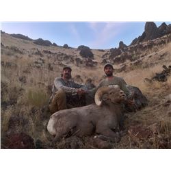 Nevada Heritage California Bighorn Sheep Tag