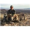 Image 2 : Nevada Heritage Desert Nelson Bighorn Sheep Tag
