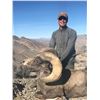 Image 3 : Nevada Heritage Desert Nelson Bighorn Sheep Tag