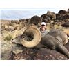Image 5 : Nevada Heritage Desert Nelson Bighorn Sheep Tag