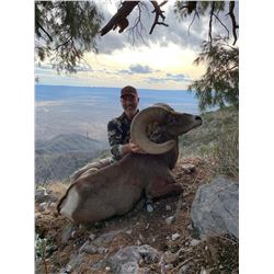 La Palmosa Desert Bighorn Hunt
