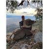 Image 1 : La Palmosa Desert Bighorn Hunt