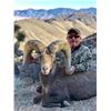 Image 2 : La Palmosa Desert Bighorn Hunt