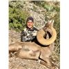 Image 5 : La Palmosa Desert Bighorn Hunt