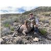 Image 7 : La Palmosa Desert Bighorn Hunt