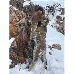5-Day Mountain Lion Hunt