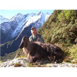 5 Day Alpine Tahr Hunt in New Zealand
