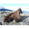 Image 2 : 5 Day Alpine Tahr Hunt in New Zealand