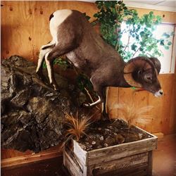 Life Sized Sheep, Deer, or Antelope Mount from Nelson's Taxidermy