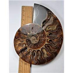 4)  HUGE AMMONITE FOSSIL SPECIMEN
