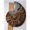 Image 1 : 4)  HUGE AMMONITE FOSSIL SPECIMEN