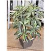 Image 1 : ARTIFICIAL PLANT