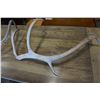 Image 2 : LOT OF 2 ANTLERS