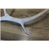 Image 3 : LOT OF 2 ANTLERS