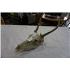 Image 1 : DEER SKULL