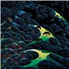 Image 2 : Eyvind Earle (1916-2000), "Three Pastures On A Hillside" Limited Edition Serigraph on Paper; Numbere