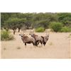 Image 5 : South Africa Royal Karoo Safaris for 1 Hunter + 1 Non,  Trophy Fees 1 Nyala, 1 Kudu and 1 Springbuck