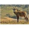 Image 1 : 7 Day hunt for choice of Sable or Roan Antelope
