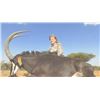 Image 6 : 7 Day hunt for choice of Sable or Roan Antelope