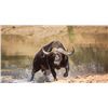 Image 2 : 5-Day South Africa Cape Buffalo Package
