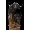 Image 5 : 5-Day South Africa Cape Buffalo Package