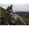 Image 3 : Alaska Mountain Goat Hunt