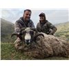 Image 7 : 5 Day New Zealand Bull Tahr Hunt