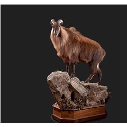 Life-size Taxidermy Mount Including Hardwood Base with Habitat Display